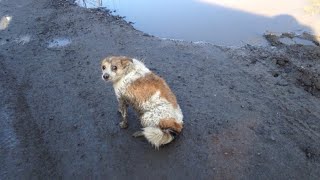 Маленькая собака опешила от удара и могла лишь беспомощно барахтаться в грязи