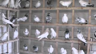 Iranian and Baku pigeons иранские и бакинские голуби ----Germany WOLF -1