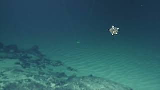 Minesweeper Radiolarian Protist! | Nautilus Live #shorts