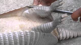 ACAPULCO Costa Chica Pelando Un Armadillo Cusuco