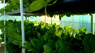 تجربة الخس سنة 24-2-2011 hydroponics uae