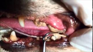 Dog Dentistry Mobile Teeth