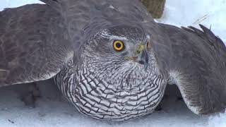 Как поймать ястреба.Hawk-sparrowhawk. The hawk is a goshawk. hawk catching