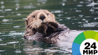 У берегов Калифорнии спасены детеныши редких морских выдр - МИР 24