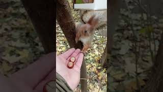 Тот Самый бельчонок и Копия показывают как умеют / The same squirrel and Copy show how they can