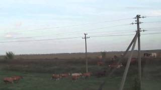 Поезд сбивает стадо коров 18+ (детям не смотреть)
