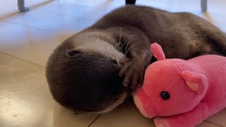 カワウソのお気に入りのぬいぐるみを綺麗に洗濯してあげたらこんな結果に… I gave the otter's favorite stuffed animal a clean wash.