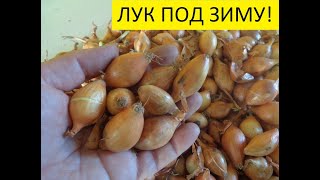 ПОСАДКИ ЛУКА ПОД ЗИМУ. ВЫБОР МЕСТА ПОД ГРЯДКУ. Ольга Чернова