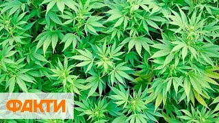 Тотальная наркомания невозможна: зачем Украине легализация каннабиса