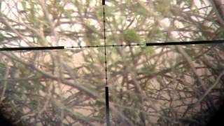 بر السالمي صيد طيور صغار ام صجمه airguns fx royale 400 hunt