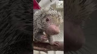 Happy Valentines Day from Rico - Cincinnati Zoo #shorts