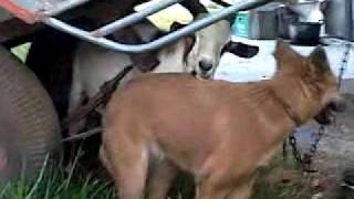goat style