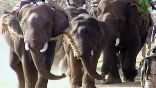 Elephant chase & capture in Jungle - The Last Migration - Part 2