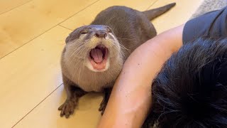 カワウソに飼い主が死んだふりをしたら笑撃の結果に… When an owner pretends to be dead to an otter, the result is hilarious...
