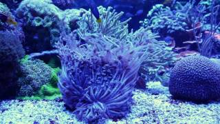 Swiss Cube: Reef Aquarium