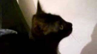 Stotternde Katze