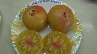 ТОМАТ "ДВУХЦВЕТНЫЙ АНАНАС" (PINEAPPLE). №310. ДЕГУСТАЦИЯ. 