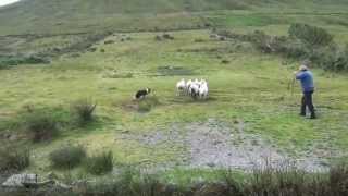 Addestratore cinofilo Irlandese di border collie