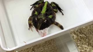 Nourrissage de Ceratophrys aurita, une grenouille Pac-man géante