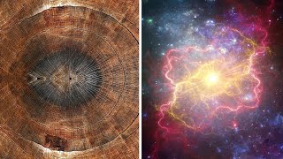 КосмоСториз: КАК ВСПЫШКИ СВЕРХНОВЫХ ВЛИЯЮТ НА ДЕРЕВЬЯ?