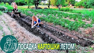 Посадка картофеля летом суперэлитой с длинными ростками ???? Эксперимент Гордеевых