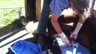 Horse Castration!!!
