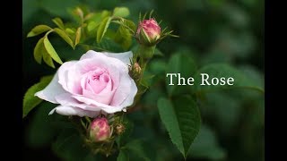 The Rose オカリナ演奏　ザ・ローズ