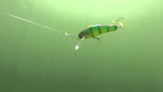 Muskie Train MF Shad in action