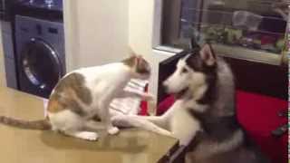 Siberian Husky and Indian Cat