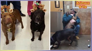 Hospitalisé, il doit abandonner ses chiens mais n’en revient pas de la surprise que lui...
