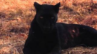 Kevin Richardson's BLACK LEOPARD | Lion Whisperer | South Africa