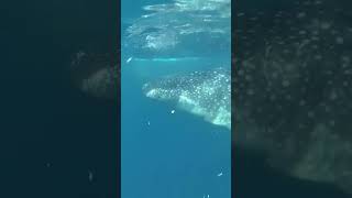 SHARK swimming with sharks #shorts