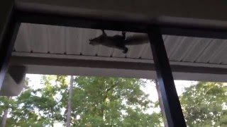 Fawn Boxer puppy chases squirrel backfire