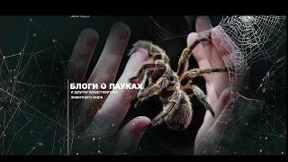 разговоры о пауках. psalmopoeus irminia