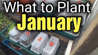 What Seeds to Sow in January on Rays Allotment Garden