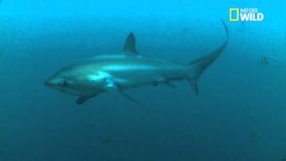 Le requin Renard