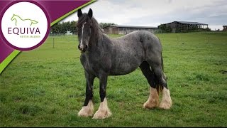 Der Irish Cob im Rasseportrait (Tinker)