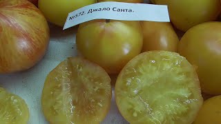 ТОМАТ ДЖАЛО САНТА. №572. ДЕГУСТАЦИЯ. 