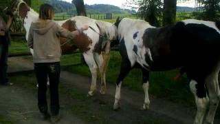 Připouštění - RANCH NA HRANICI