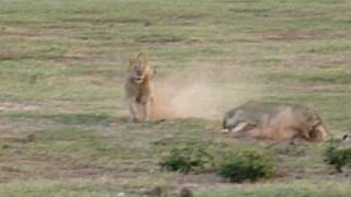 lions de Tsavo-Kenya