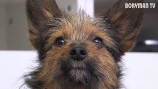 ЗЛЫЕ ПОДРОСТКИ И ЩЕНОК ( СПАСЕНИЕ ЖИВОТНЫХ ДО СЛЕЗ ПОПРОБУЙ НЕ ЗАПЛАКАТЬ ЧЕЛЕНДЖ TRY NOT TO CRY )