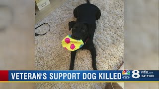 Manatee dog hanged