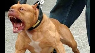 Питбуль- МЁРТВАЯ ХВАТКА. Pit bull dead grip