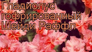 Гладиолус гофрированный Шейди Раффл (gladiolus) ? обзор: как сажать, рассада гладиолуса Шейди Раффл