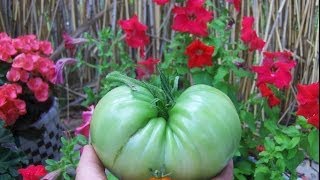 Томаты опыляем,работаем пчелами.Tomato.Советы огородникам.