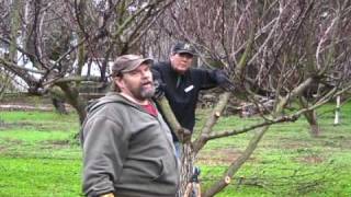 Apricot Pruning