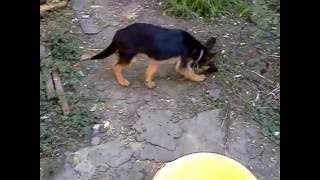 Two Shepherds 4 months. Две овчарки. Что делают.