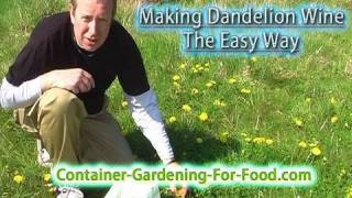 Natures Bounty - Making Dandelion Wine The Easy Way