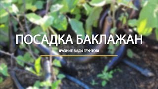Посадка баклажан в разные виды грунтов