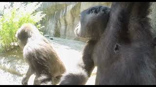 Curious Gorillas - Cincinnati Zoo